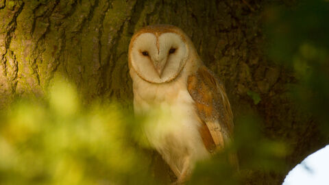 barn owl in tree