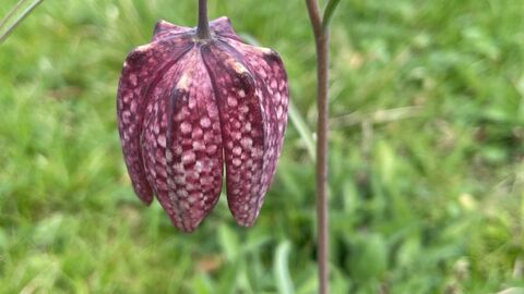 Snakes head fritillary 