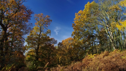 Woodland. Gillian Day