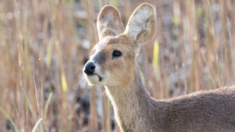 water deer