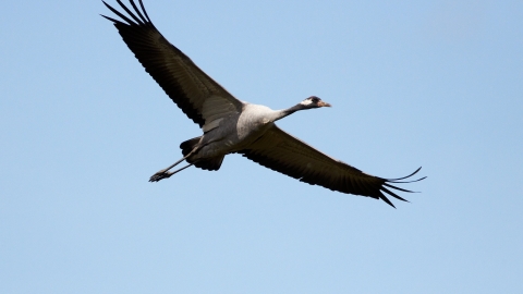 Common crane