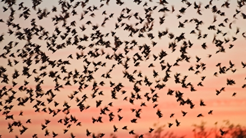 Starlings. David Tipling/2020VISION