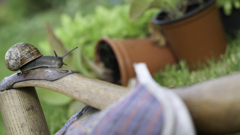 Gardening with wildlife, snail on gardening gloves with pot plants behind