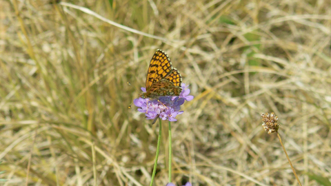 Glanville fritillary