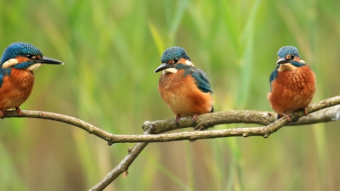 Kingfishers