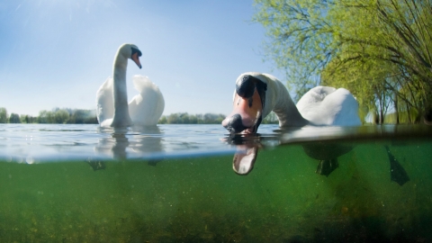 Mute swans. Jack Perks