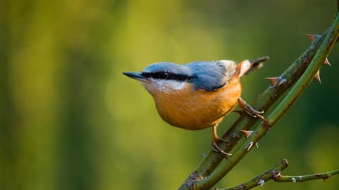 Nuthatch