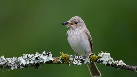 Spotted Flycatcher. Richard Steel/2020VISION