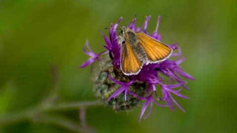 Small skipper butterfly. Zsuzsanna Bird