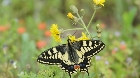 Swallowtail Butterfly. Terry Whittaker/2020VISION