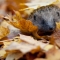 Hedgehog in autumn leaves Credit Tom Marshall