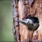 Great Spotted Woodpecker Credit Andy Bridgestock Flickr
