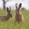 Pair of hares Luke O'Brien