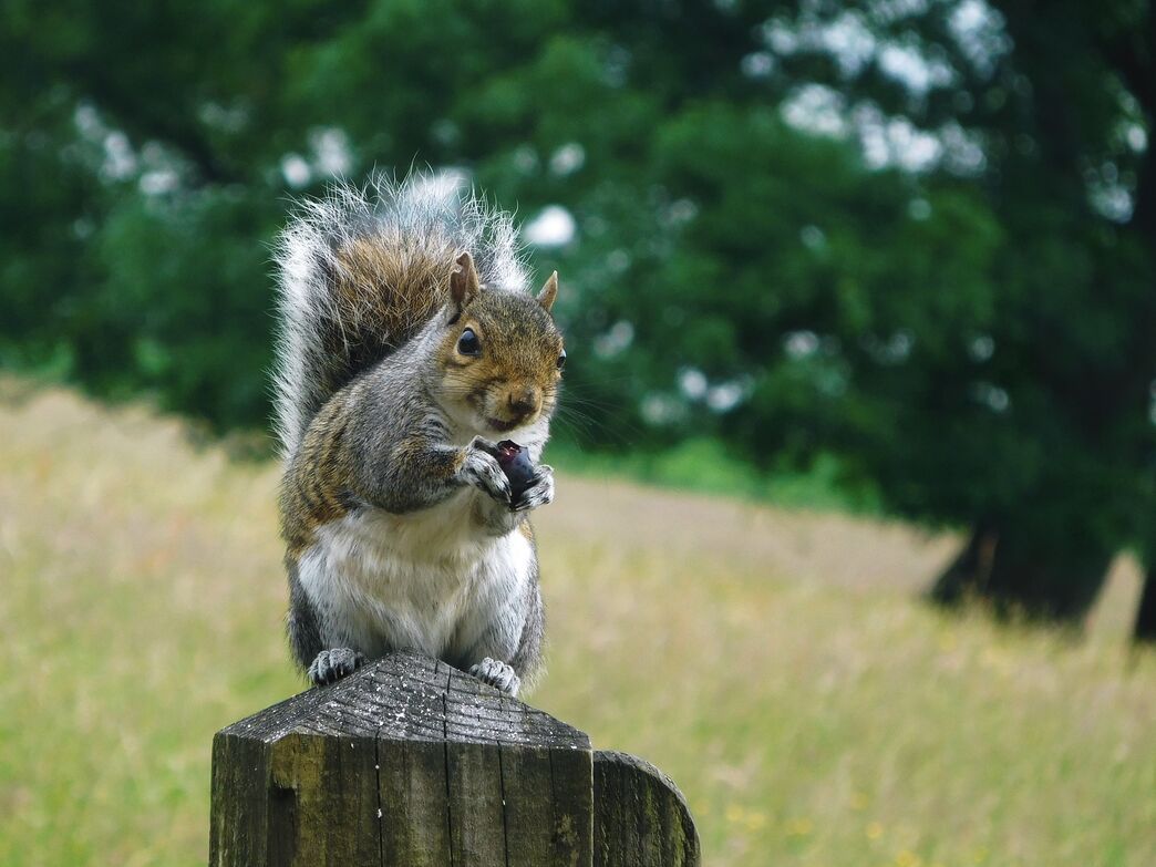 Reader's photo gallery | Warwickshire Wildlife Trust