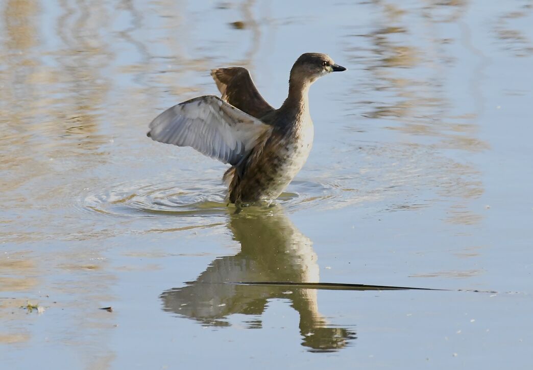 March wildlife gallery | Warwickshire Wildlife Trust