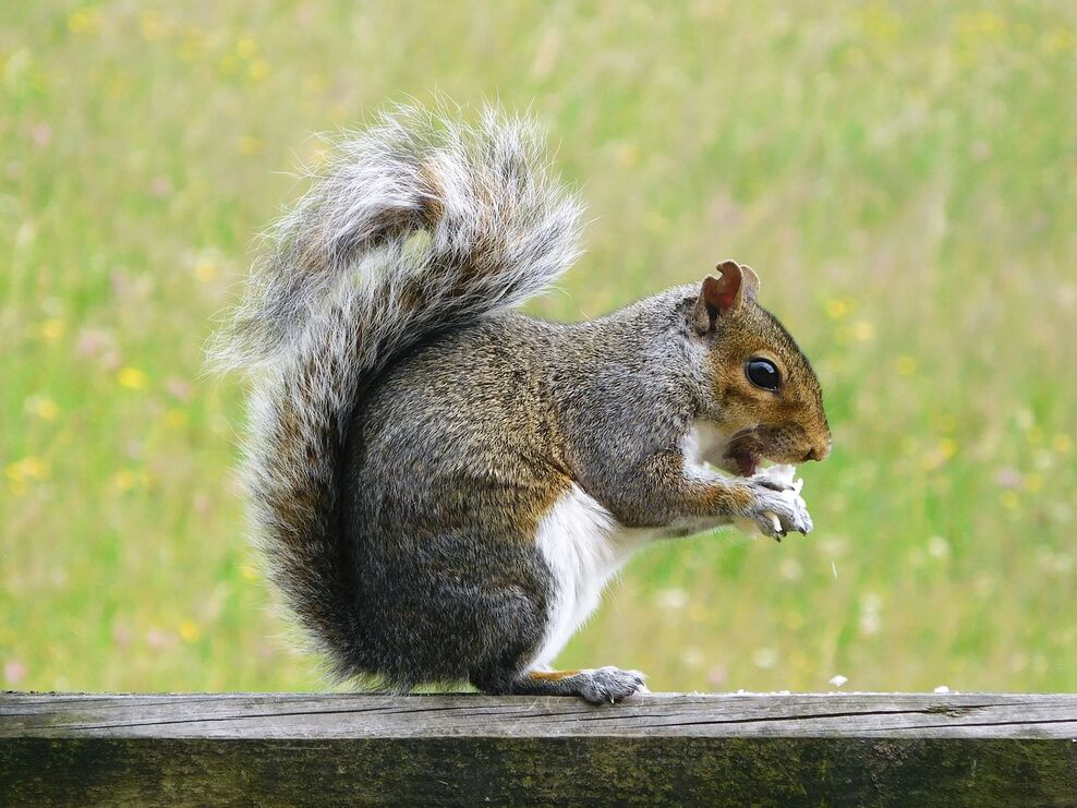 Reader's photo gallery | Warwickshire Wildlife Trust