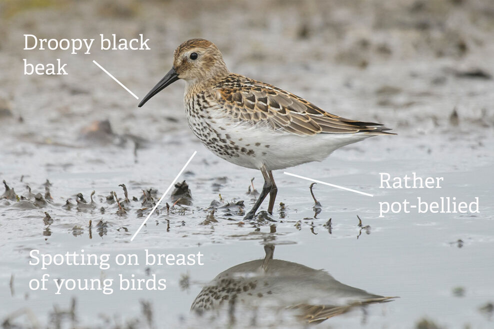 Wading into autumn | Warwickshire Wildlife Trust