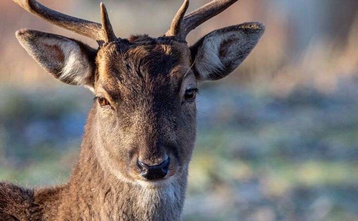 Spring wildlife gallery | Warwickshire Wildlife Trust