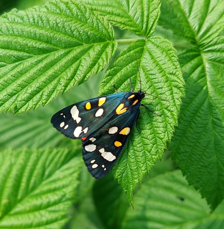 Summer wildlife gallery | Warwickshire Wildlife Trust