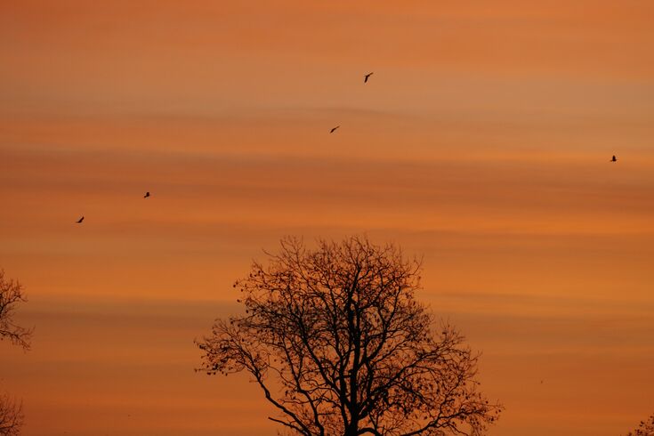February wildlife gallery | Warwickshire Wildlife Trust