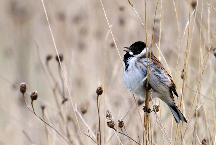 State of Habitats | Warwickshire Wildlife Trust