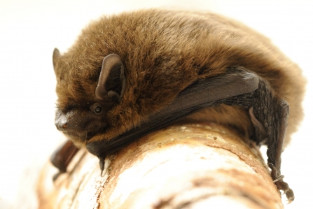 Pipistrelle bat