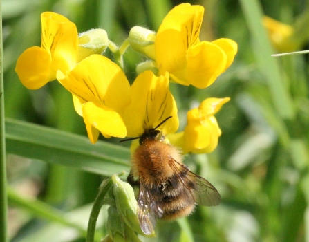 Bee on trefoil