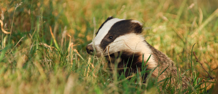 Badger