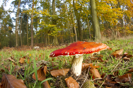 Fly agaric