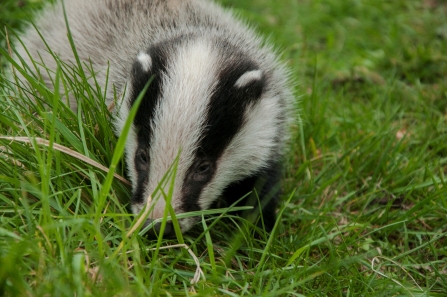 Badger cub Brandon credit Steven Cheshire