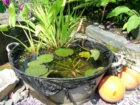 Pond in a bowl credit Anna Williams