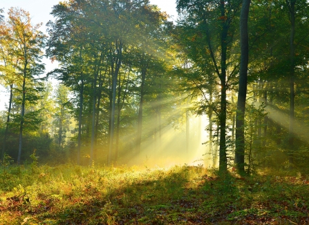 Dappled sunlight through wood Credit Piotr Krzeslak