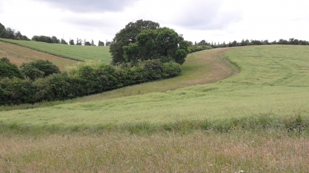 Species rich hedgerow with floristic field margin - Upton Estate