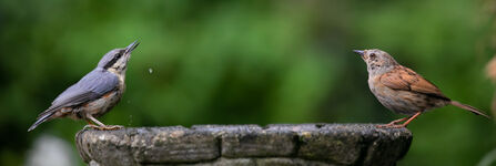 Two birds sitting at opposite sides of a bird bath, after clearly having taken a drink 