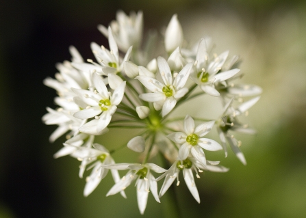 Wild garlic Credit Friends of the River Arrow