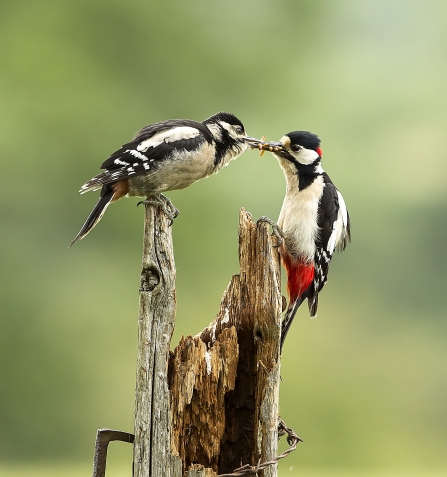 Great Spotted Woodpecker feeding junior Credit Kathleen Everitt