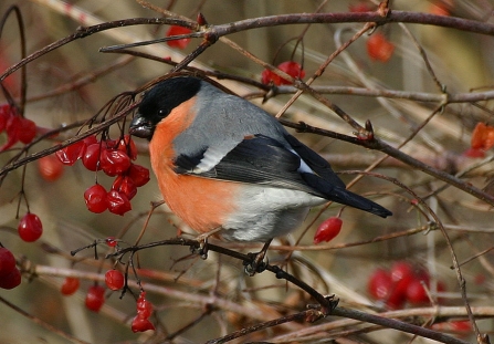 Bullfinch Credit A. Wincott