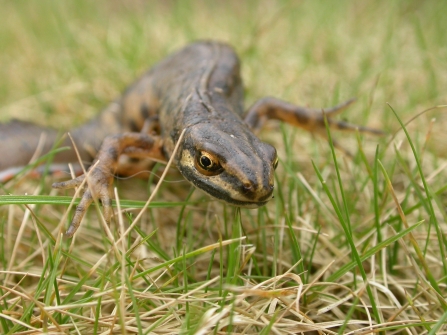 Smooth Newt Credit Philip Precey