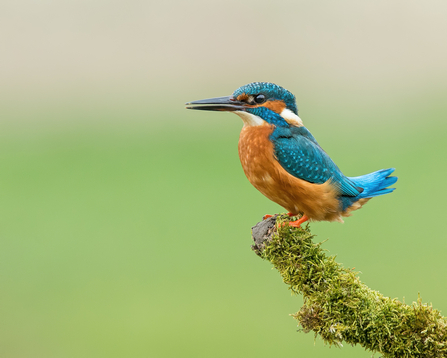 Kingfisher Credit Andrew Haynes
