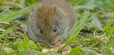 Bank vole Credit John Bridges