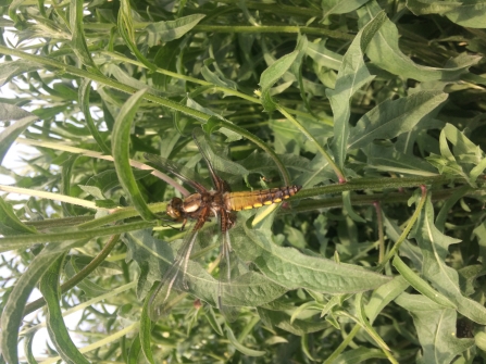 Broad-bodied Chaser at Guphill Brook Credit Alexis Evans