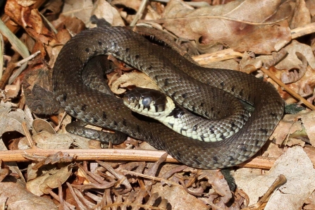 Grass snake Credit Margaret Holland Wildnet