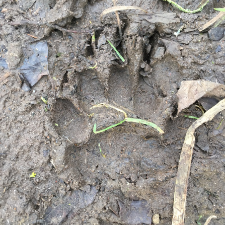 Badger-Footprint-Competition-Pic