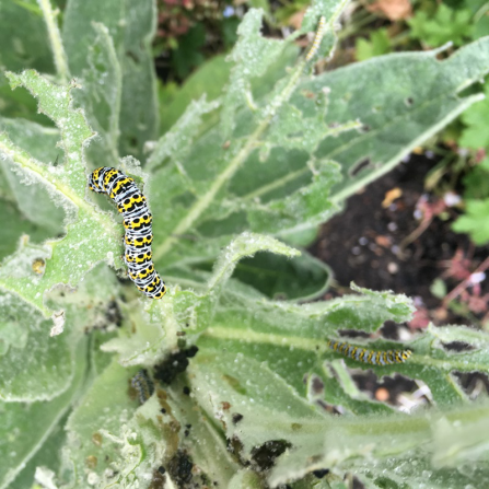 Caterpillars-on-leaves-Pic