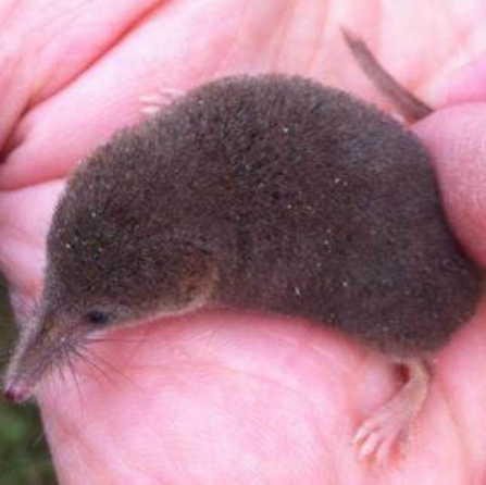 Common-Shrew-Pic