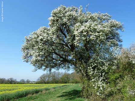 Cubbington pear tree