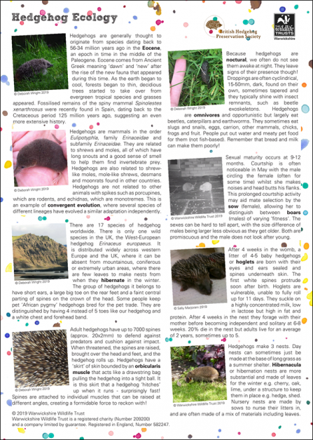 Hedgehog-Ecology-Thumbnail