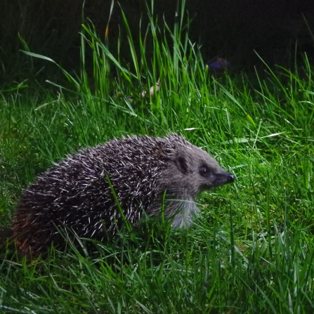 Hedgehog-History-Pic