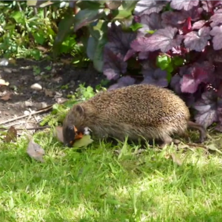 Hedgehog-Nest-Making-Pic