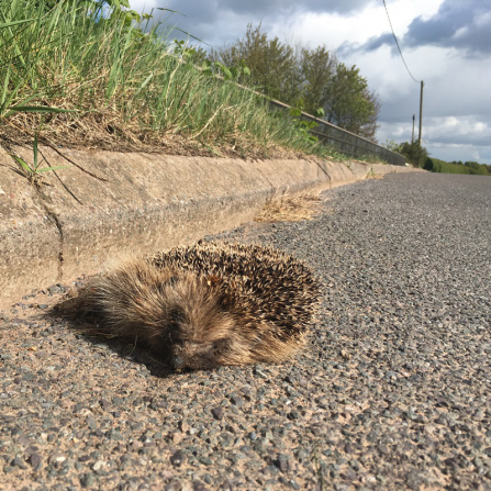 Hedgehog-Roadkill-Pic